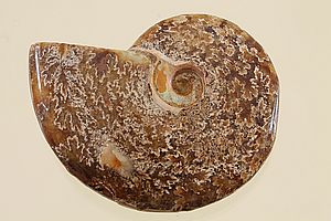 Ammoniten 3501
